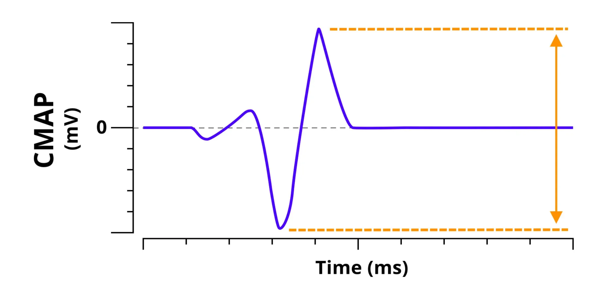 Compound Muscle Action Potential (CMAP) waveform showing voltage in millivolts over time in milliseconds, with the characteristic biphasic deflection and orange dashed lines indicating amplitude measurement