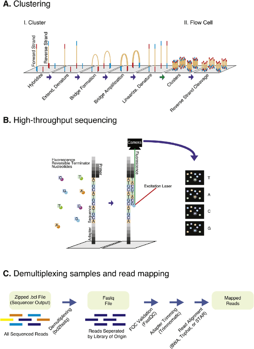 Three-panel diagram of Illumina sequencing workflow: A) cluster generation on a flow cell, B) high-throughput sequencing with fluorescent reversible terminators, C) demultiplexing and read mapping from BCL to FASTQ to mapped reads