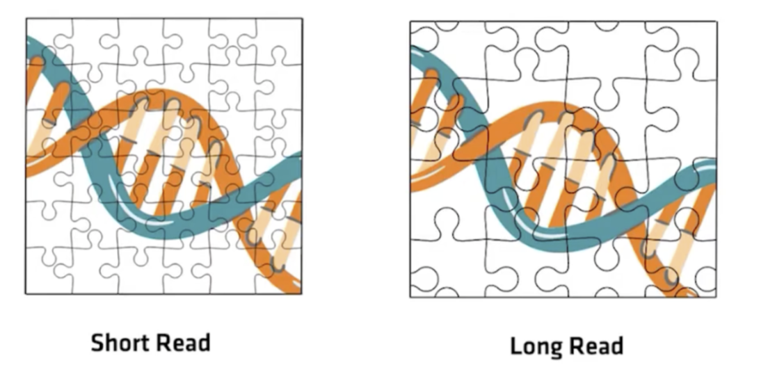 Side-by-side puzzle illustration comparing short read and long read DNA sequencing, showing more fragmented puzzle pieces for short reads versus larger pieces for long reads