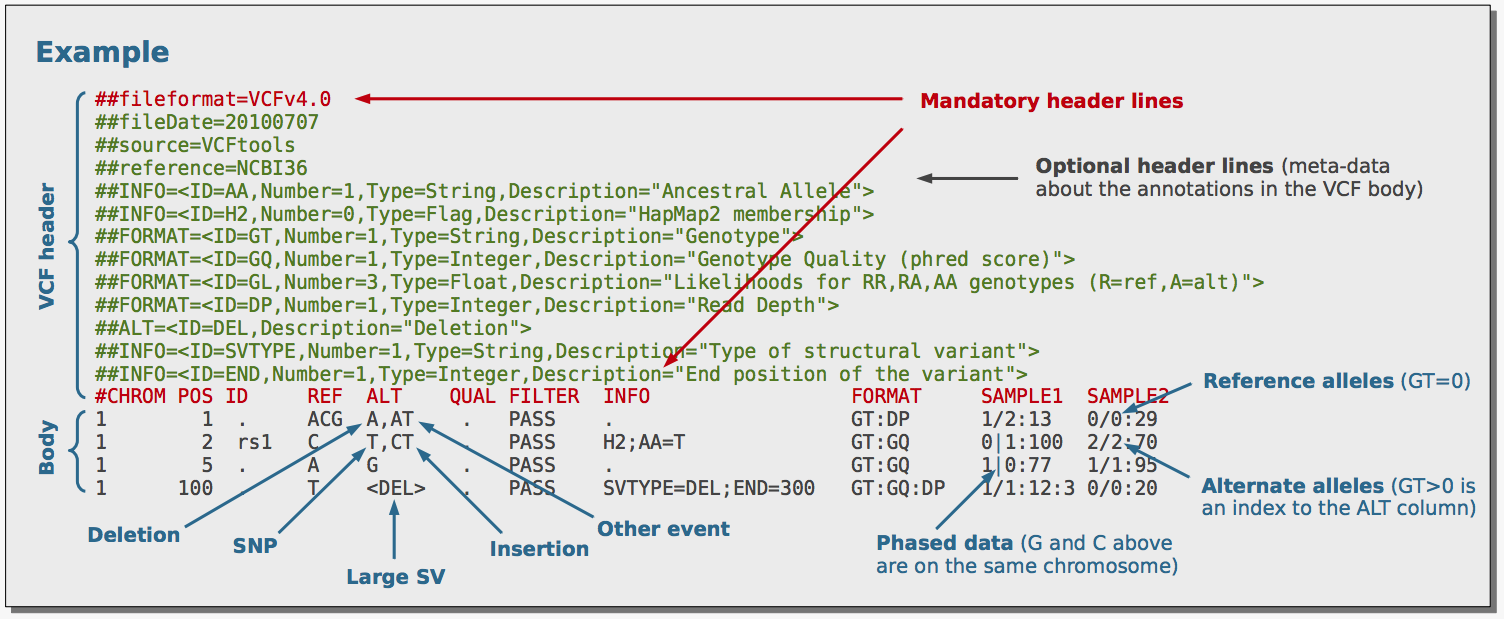 Annotated VCF file example showing mandatory header lines, optional meta-information lines, and body rows with columns labeled for reference alleles, alternate alleles, quality scores, filter status, and sample genotypes